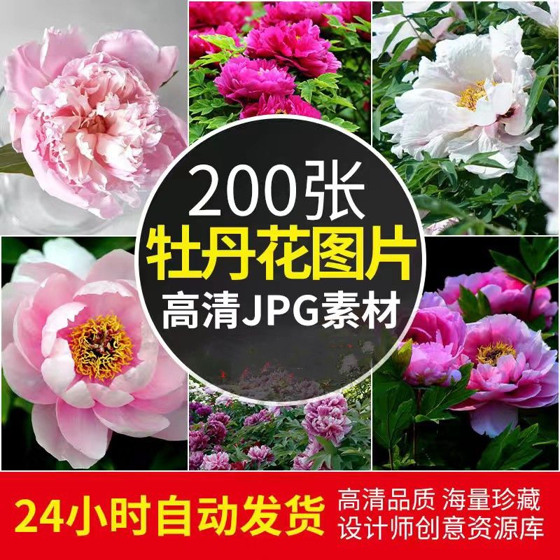 高清JPG素材牡丹花图片花开富贵国花红粉白色花卉植物特写摄影照