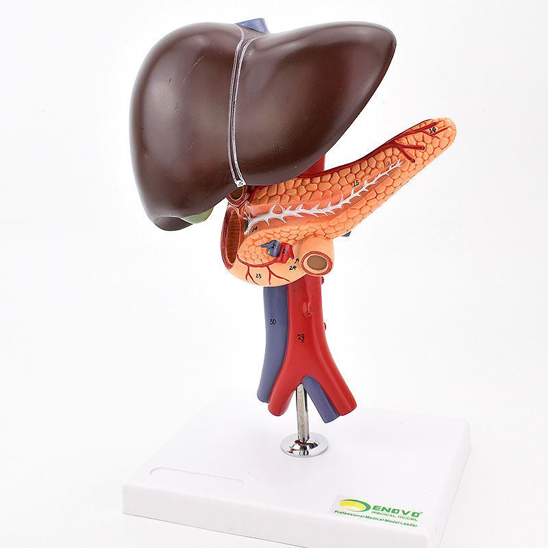 ENOVO颐诺肝胆胰十二指肠解剖腹腔主动脉静脉模型肝脏胰腺腔镜教
