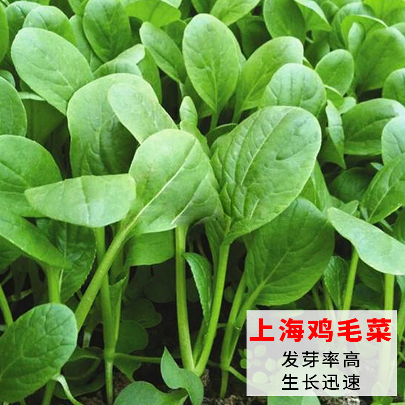 上海鸡毛菜种子四季小白菜油菜菜籽种阳台盆栽蔬菜种孑青菜种籽苗