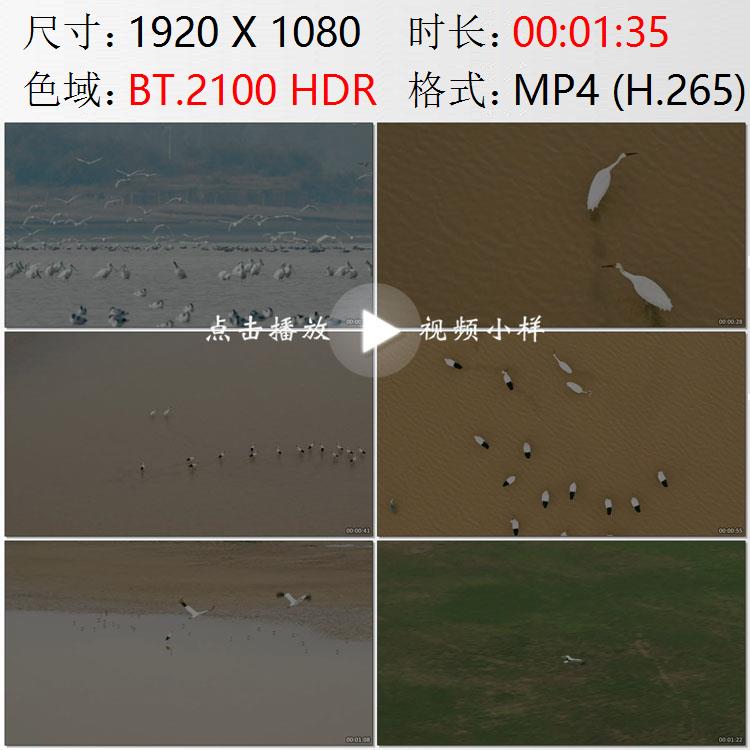 航拍江西鄱阳湖大湖池候鸟群迁徙白鹤东方白鹳高清实拍视频素材