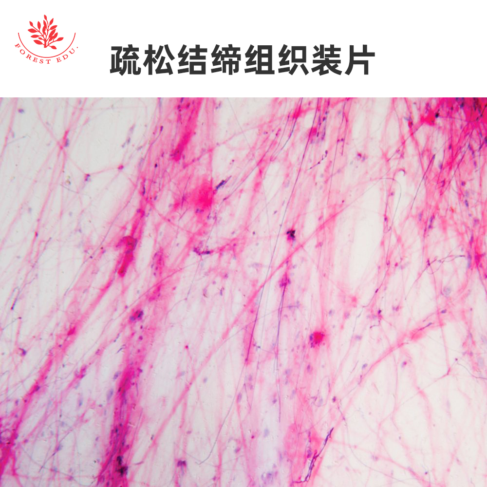 疏松结缔组织致密结缔组织脂肪组织弹性软骨HE染色组织显微镜玻片