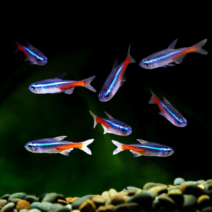 红绿灯鱼活体小型草缸观赏鱼套餐灯科鱼宝莲灯淡水新手耐养热带鱼