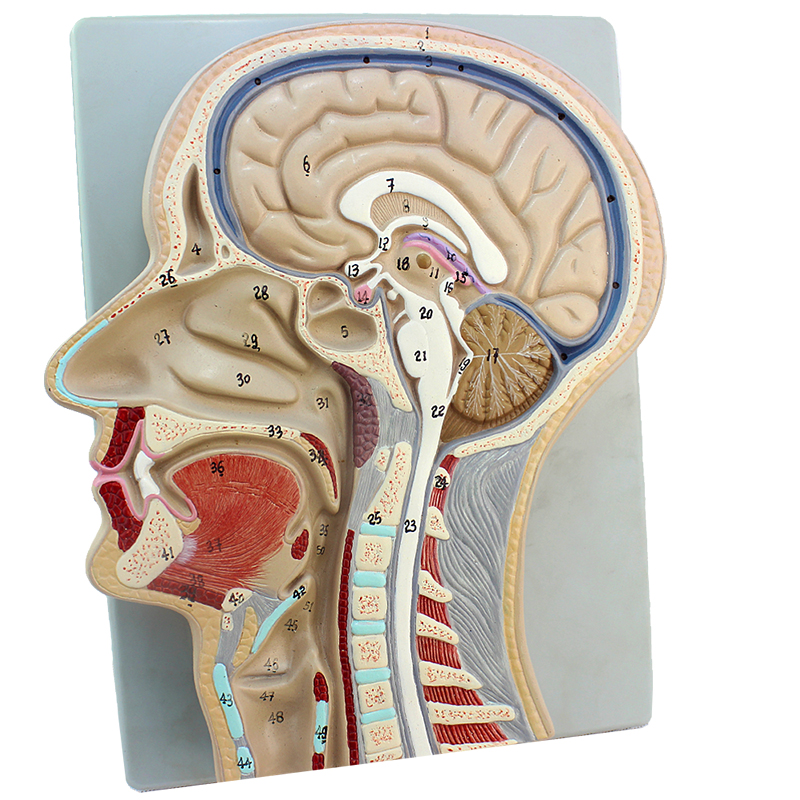 人体医学j头颈正中矢状切面模型大脑模型颅骨耳鼻喉头部脑部冠状