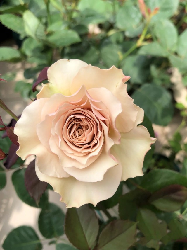 第九天使 光之翼 灌木月季花苗日本河本天堂系列新品玫瑰盆栽浓香