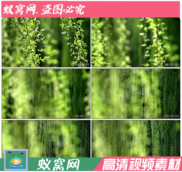 S746 实拍春天 随风摆动的杨柳 微风 柳树 高清视频素材
