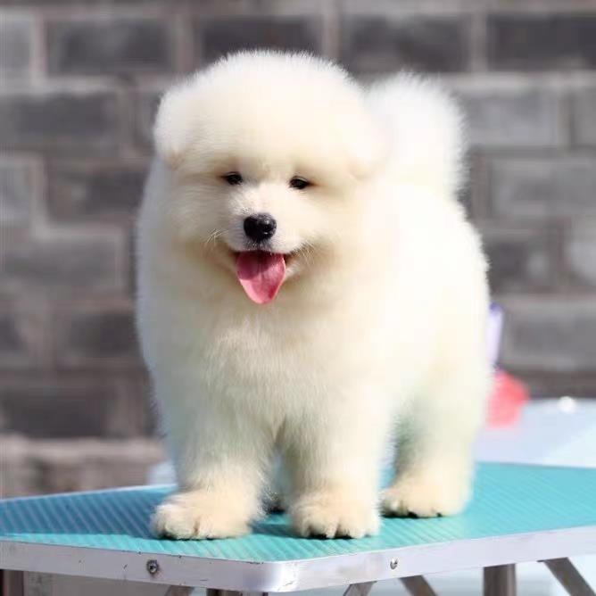 纯种熊版白色萨摩耶幼犬中型犬微笑天使萨摩犬大白熊宠物狗狗活物