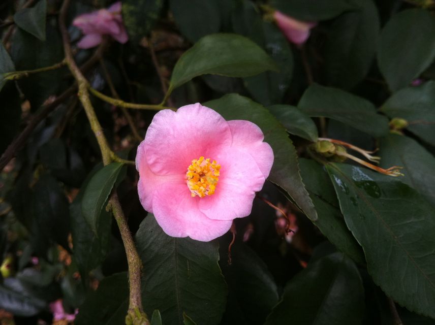 粉红色的连蕊茶山茶花观赏药用植物盆栽花卉庭院绿化苗木
