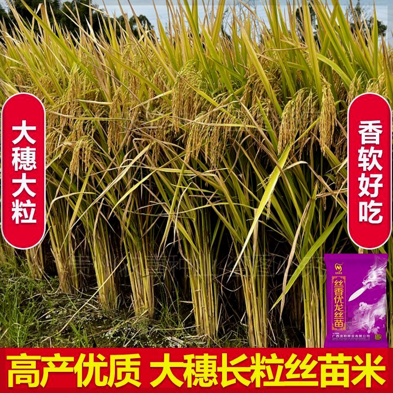 丝香优龙丝苗水稻种子长粒香稻稻杂交水稻种籽米质优饭好吃稻谷