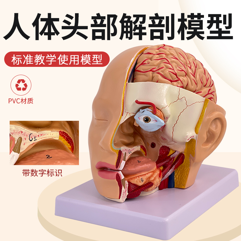 头部附脑动脉模型人体脑部解剖模型口腔鼻咽喉头W部颅脑外科脑
