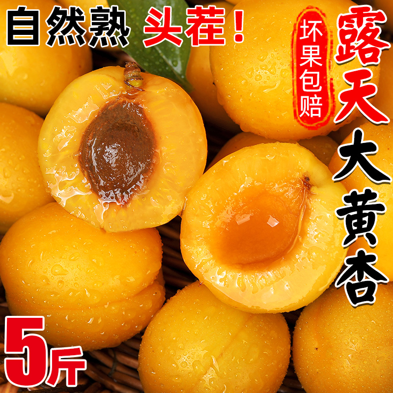杏子图片水果图片