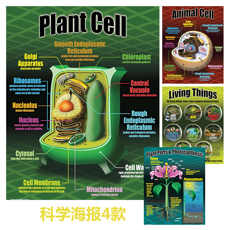 科学海报4款 动植物细胞生物光合作用 学校教室儿童房装饰画芯心