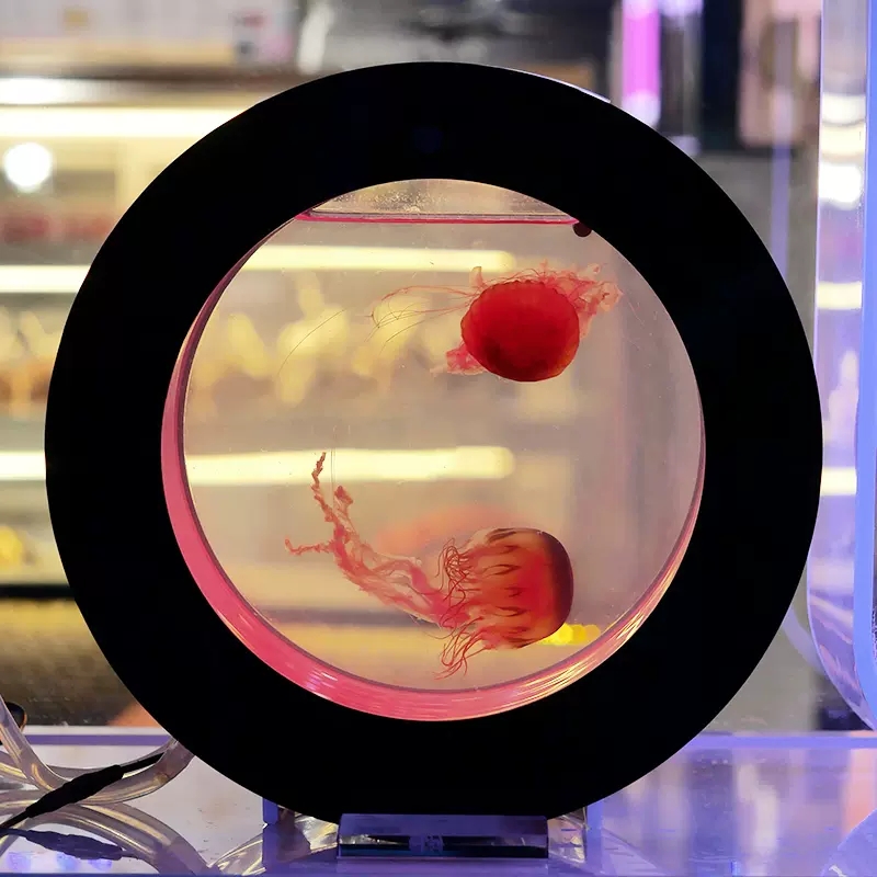 O型鱼缸专业水母缸桌面观海水族箱活体小丑鱼赤月彩色樱桃水母缸