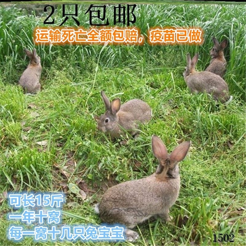 养殖兔子合作社