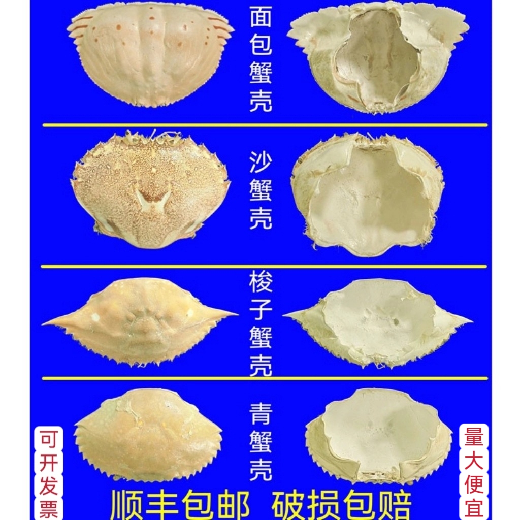 蟹宝壳螃蟹壳蟹盖蟹空壳䒦士焗蟹宝蟹八斗料理寿司韩式理料用材