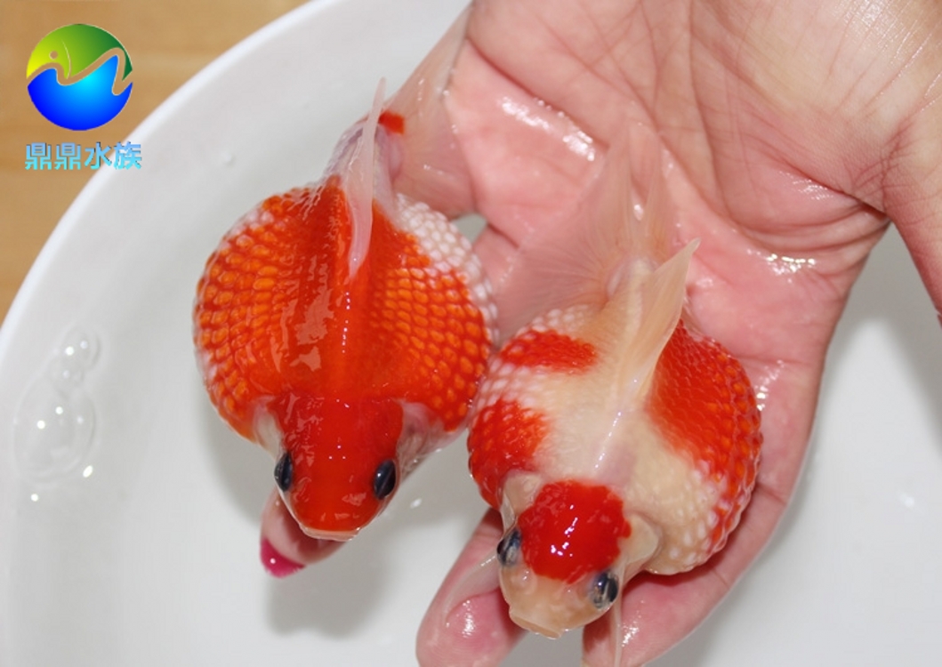 精品红白珍珠金鱼鼠头珍珠鱼观赏活体胖皮球珍珠鱼渔场直销包活