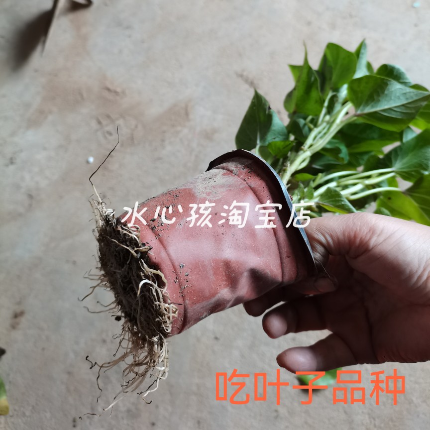 带根发货台湾台农71食叶型番薯苗种植用老藤条地瓜红薯叶菜苗