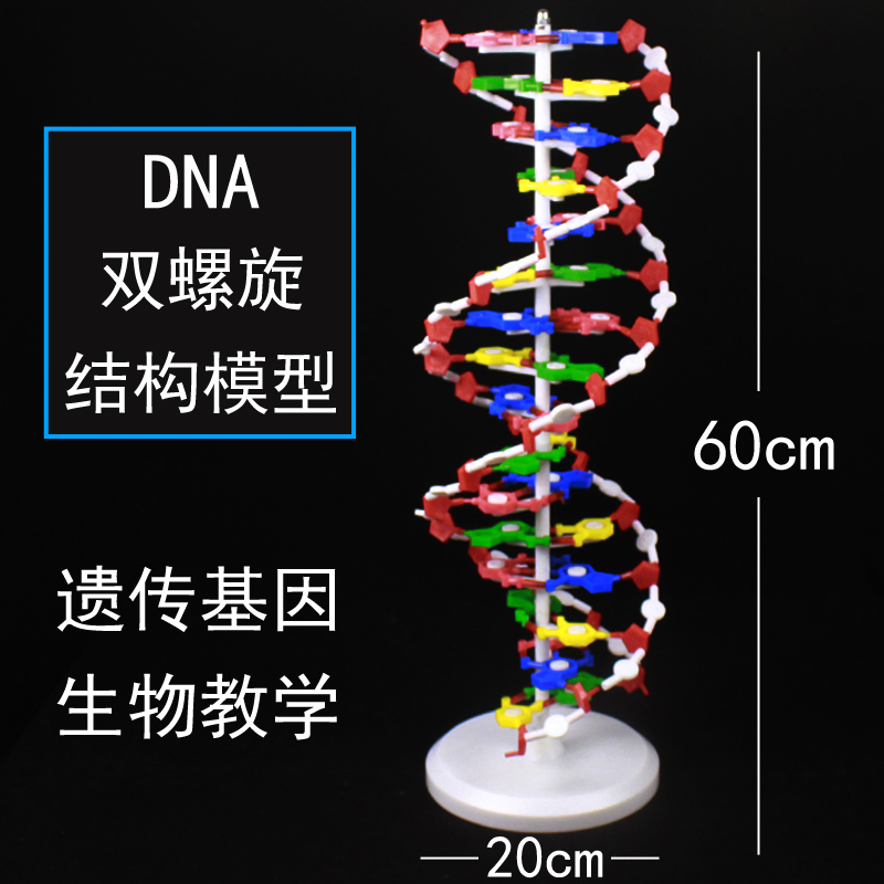DNA模型结构