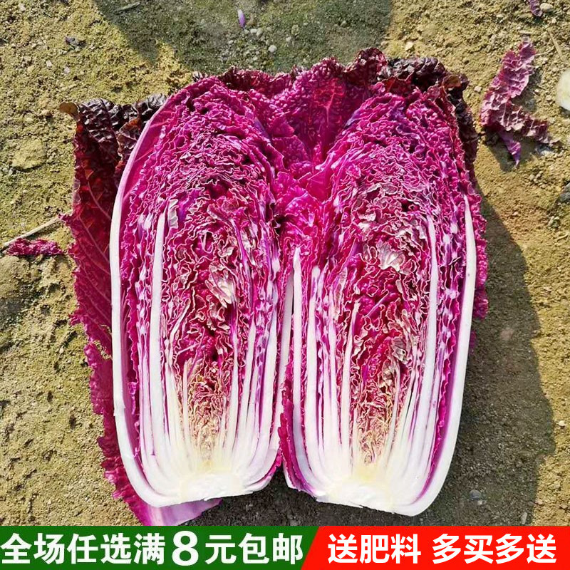 紫色大白菜种子千宝菜非转基因紫白菜种子交蔬菜种子四季播保键菜