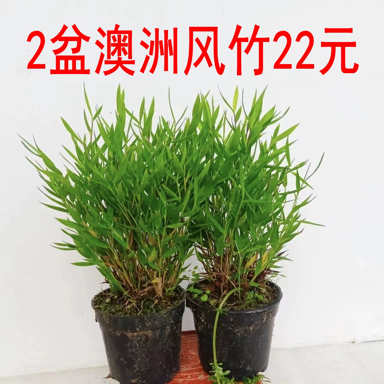 【2盆澳洲风竹22元】小竹子盆景盆栽禅意茶室绿植水陆缸素材