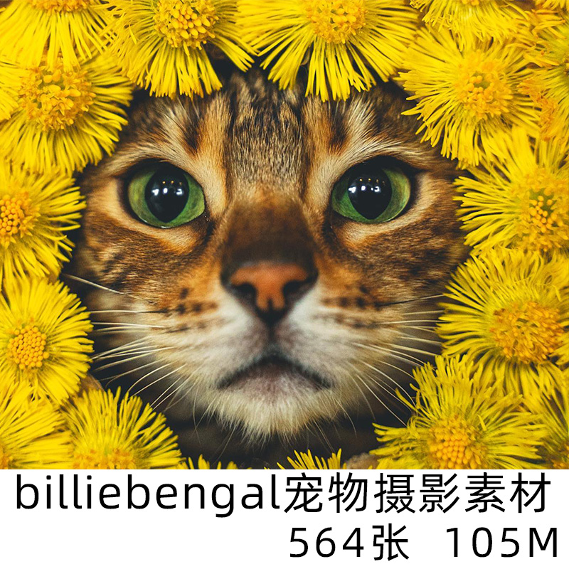 billiebengal 宠物摄影素材大师电子版猫咪爱宠素材学习资料