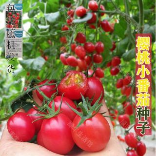 圣果小女茄子红樱桃番种高产蔬菜西红柿种籽孑盆栽黄圣女果蔬菜籽