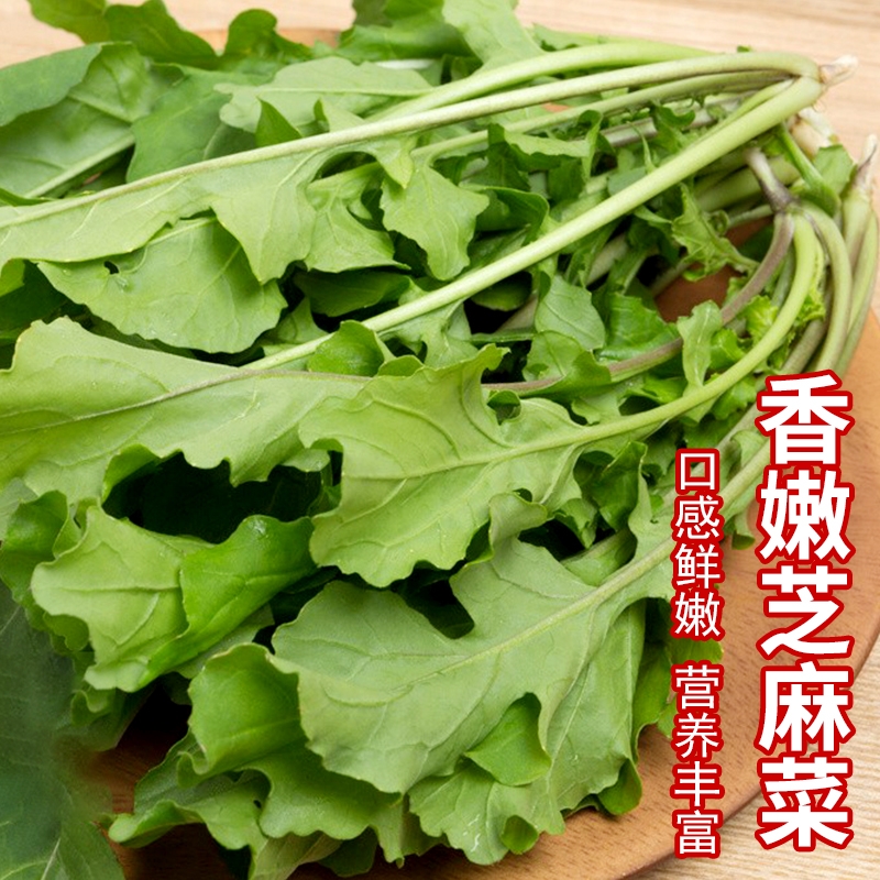 芝麻菜种子孑大叶臭菜火箭生菜种籽四季菜籽种籽种盆栽蔬菜菜种
