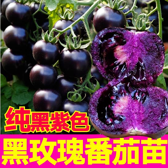 黑珍珠番茄苗樱桃黑紫小番茄秧苗圣女果幼苗阳台盆栽水果西红柿苗