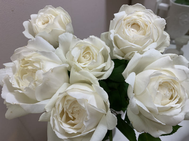 铃兰家 | 天鹅古董 日本纯白色玫瑰花苗1加仑苗花瓣多包对版强香