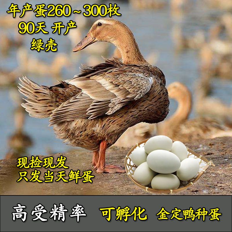金定鸭麻鸭受精蛋可孵化高产绿壳水鸭土鸭种蛋宠物小黄鸭10枚包邮