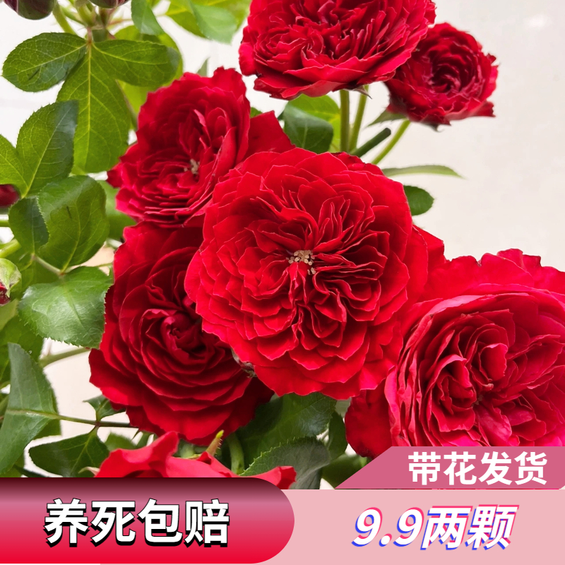 红色达芬奇可藤可灌夏季耐热四季开花玫瑰月季新手好养红色系列