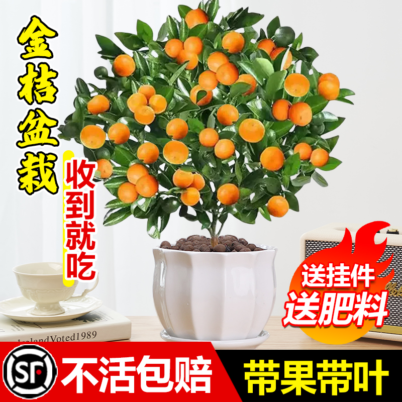 四季金桔树盆栽可食用带果金橘年桔树苗年宵花客厅室内花卉绿植物