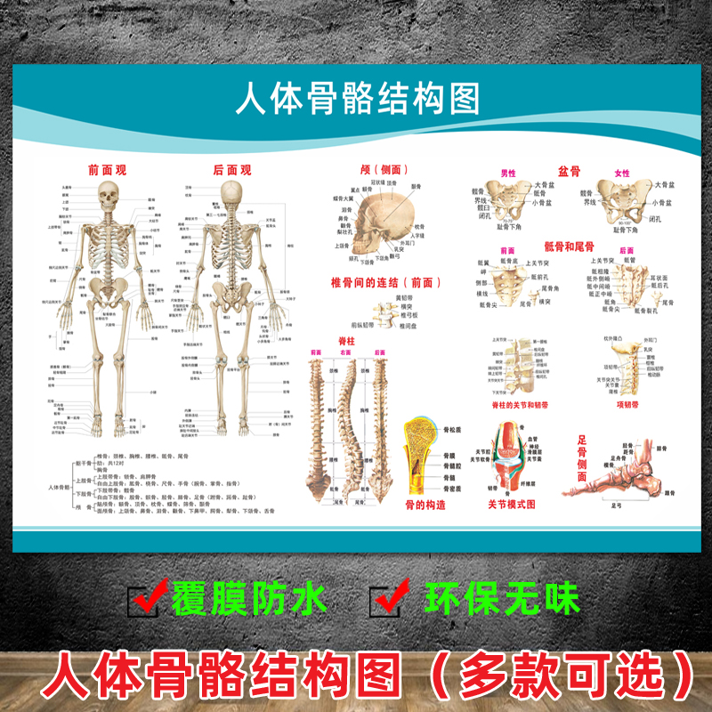 医院全身人体肌肉骨骼图器官内脏解剖图大挂图男性肌肉分布图海报