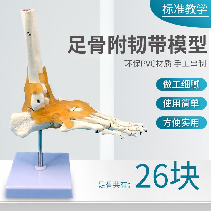 踝关节模型 仿真人体脚关节模型 带韧带 脚骨标本模型 教用医用