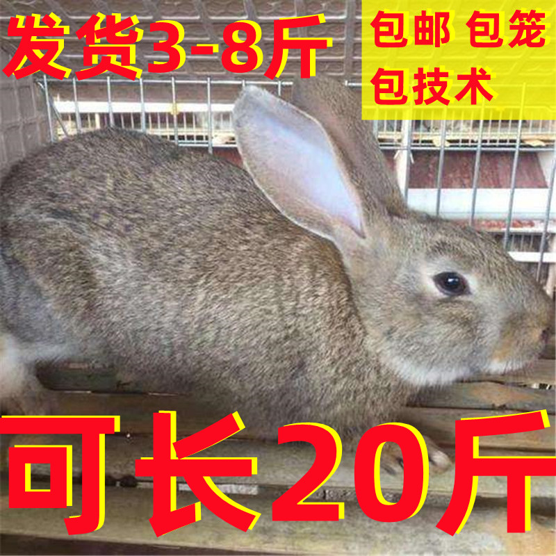 大型兔子活物新西兰白兔活体成年兔灰色可食用肉兔纯种比利时种兔