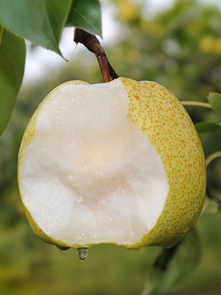 梨树苗北方品种全国种植产量高水份多脆甜嫁接果树苗地栽砀山梨