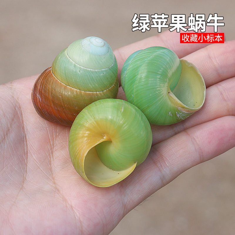 蜗牛壳装饰