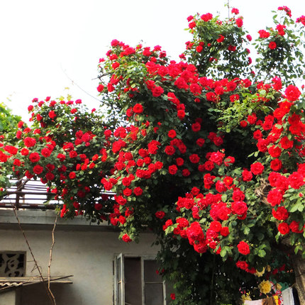 大花红色爬藤月季苗御用马车庭院爬墙四季玫瑰藤本蔷薇浓香绿植物