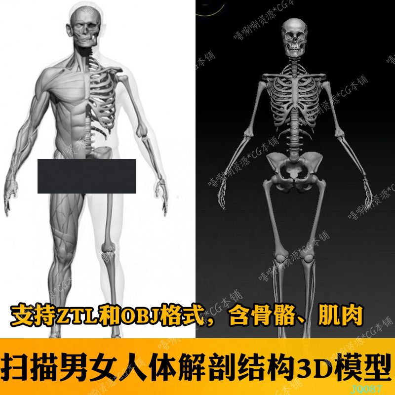 zbrush扫描男女人体肌肉骨骼3D模型 OBJ解剖结构3dmx男女医学用