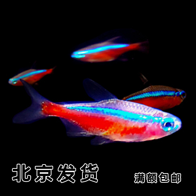 一叶莫斯印尼宝莲灯小型热带观赏鱼野宝巴西宝莲灯绿莲灯红绿灯群