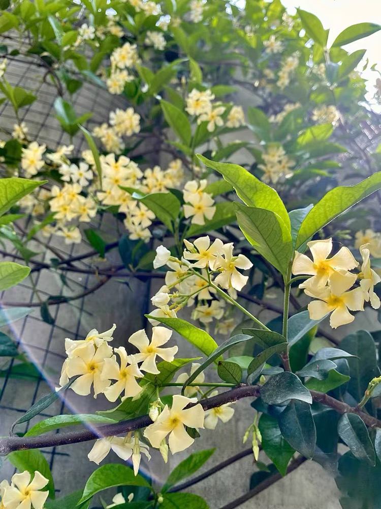 黄色风车茉莉盆栽带花苞发货 爬藤植物四季常青 托斯卡纳之星