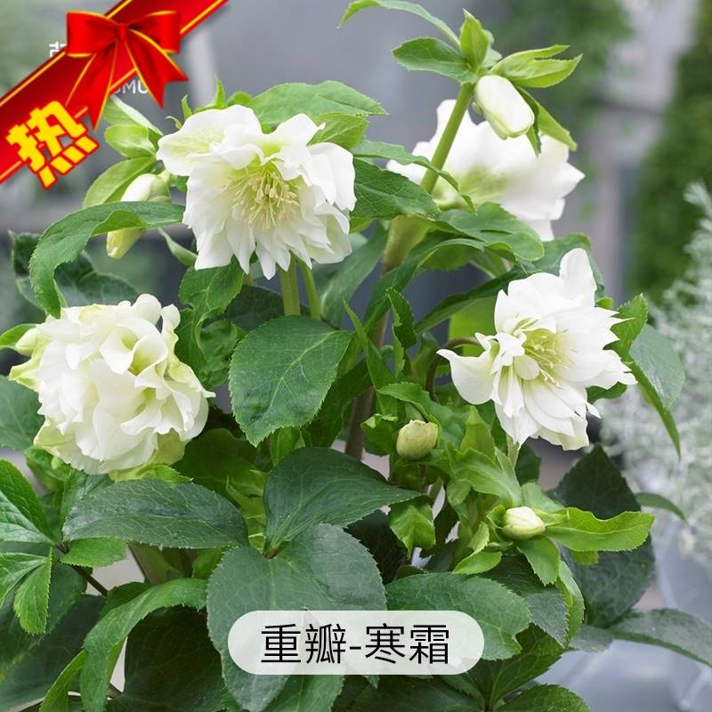适合冬天种的花全语园艺铁筷子花苗盆栽铁筷子花圣诞玫瑰植物