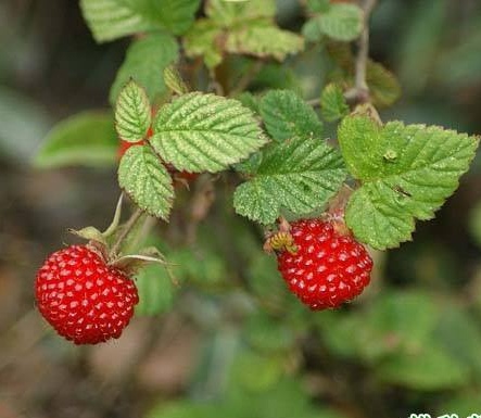 蓬蘽植物空心莓土草莓三月泡根苗都有可以种植观赏可以做药