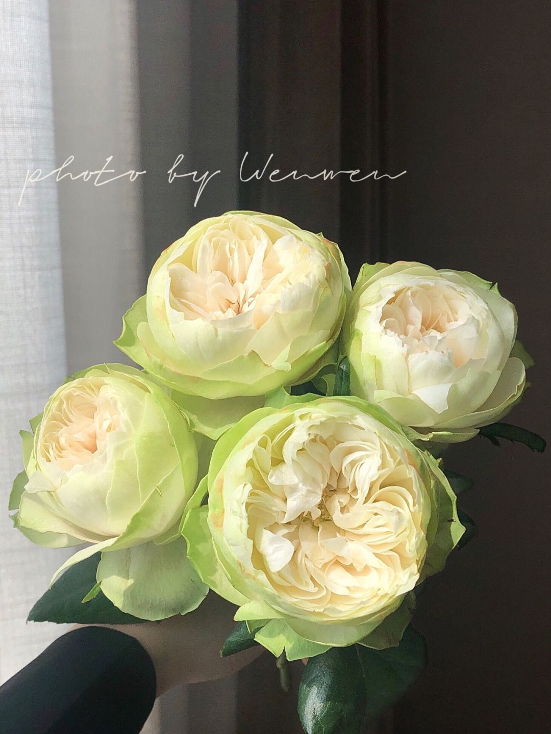 铃兰家 | 白色卡哈拉 超新品花园玫瑰花苗盆栽阳台月季花卉包对版