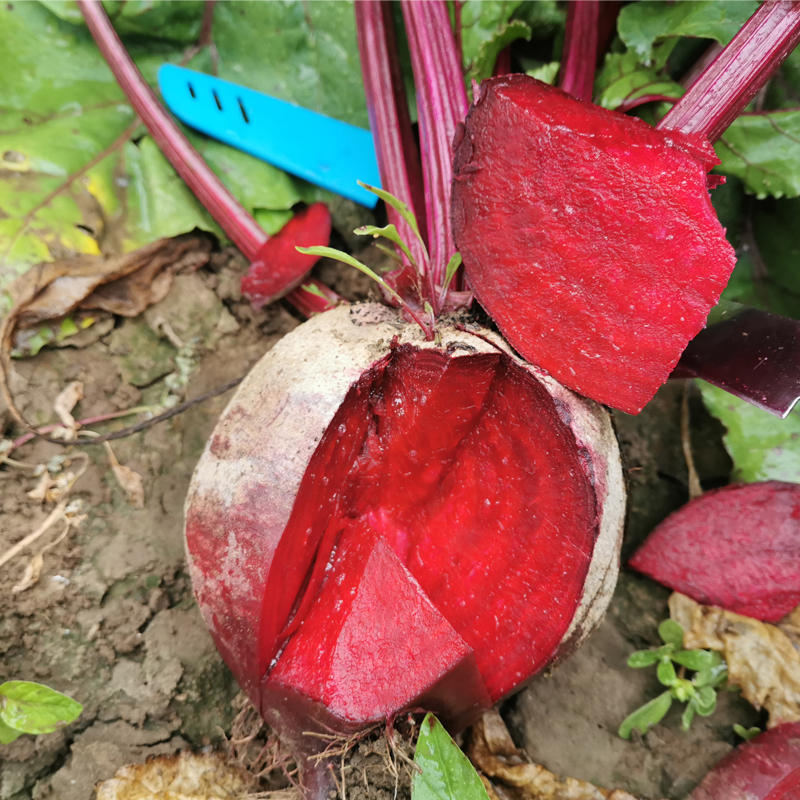 红根甜菜种子紫红色根甜菜种籽水果萝卜春季四季种植蔬菜籽种孑