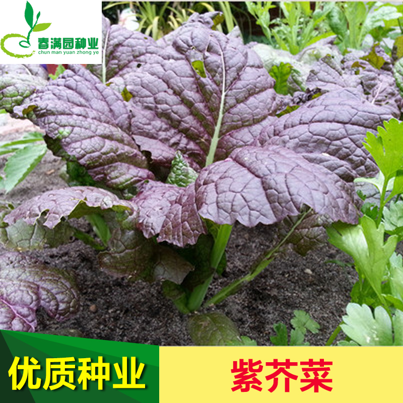 韩国进口紫芥菜种子大叶芥菜种籽春秋季四季菜园阳台特色蔬菜种孑