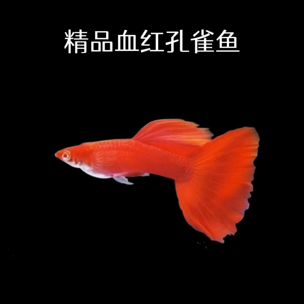 血红精品孔雀鱼美国全红热带鱼胎生繁殖好养