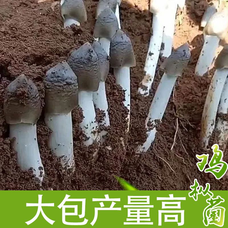 高产量云南特产鸡枞菌种植包食用原生伞把菇斗鸡丝三塔菌子野人工