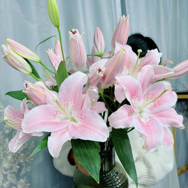 粉色百合鲜切花云南直发水养客厅室内办公桌装饰生日礼物鲜花花束