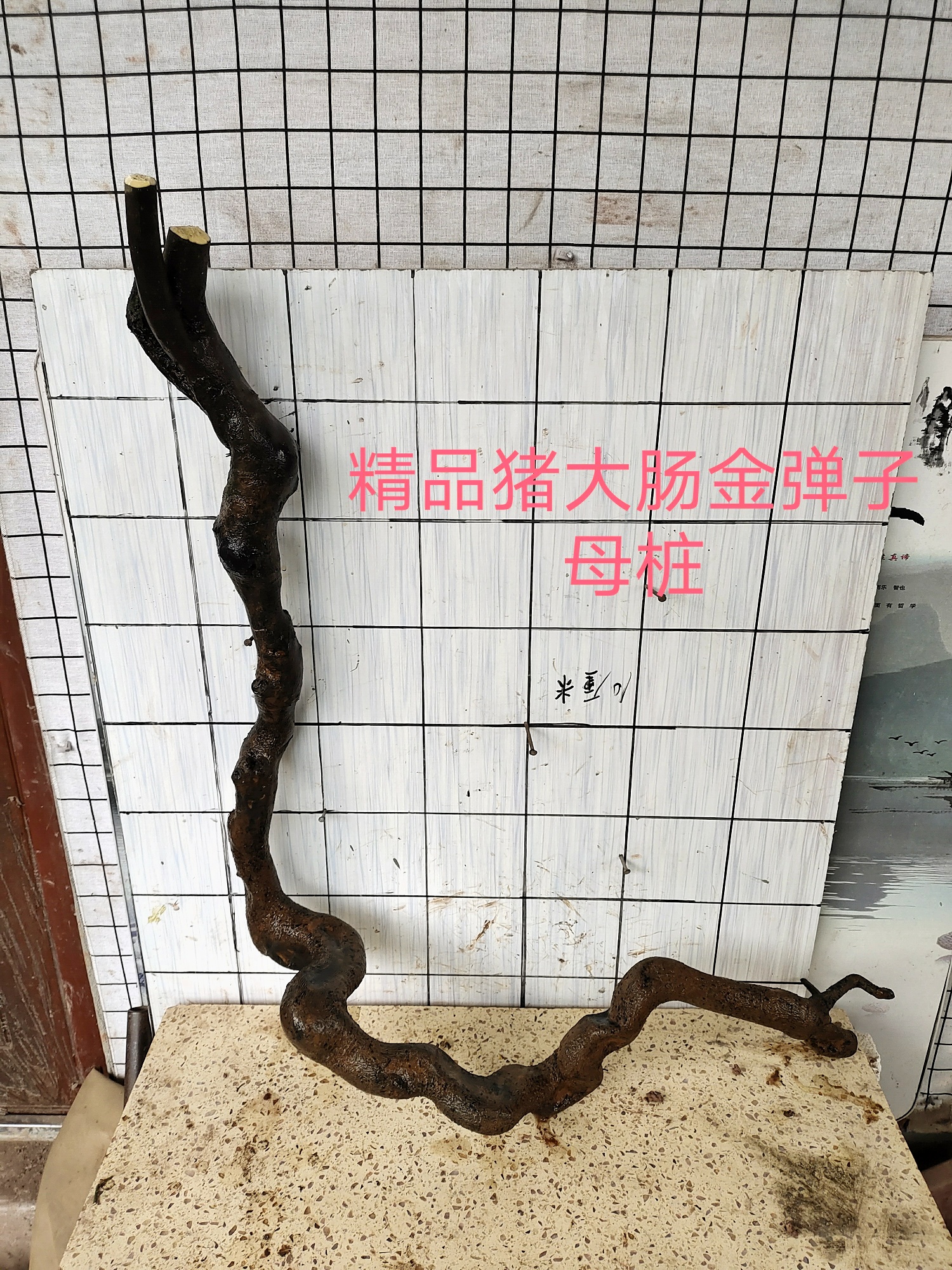 挂果金弹子盆景素材重庆市江津区原生灌木金弹子碳化老树桩
