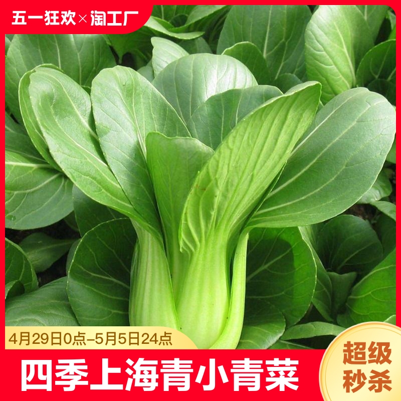 上海青小青菜四季油菜种子籽种蔬菜种籽孑大全蕃茄黑皮开花种植